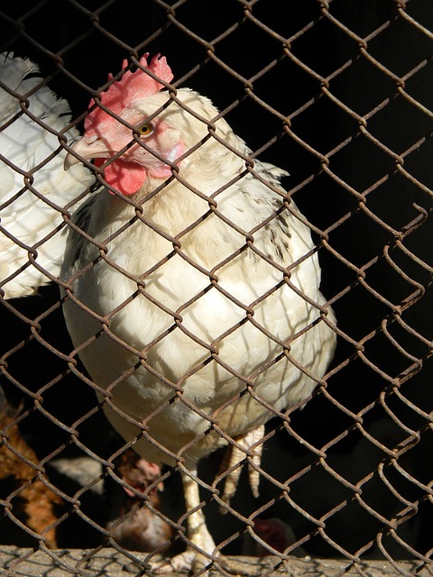 皇马与马竞 皇马与马竞